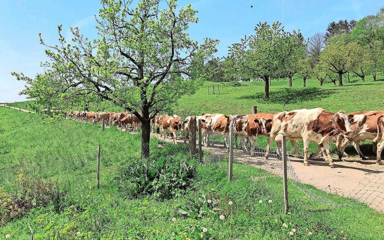In der Generationengemeinschaft der Sutters leben 71 laktierende SF-Kühe, die mit einem Stier auf 27 ha arrondierter Fläche weiden.